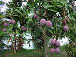 Incentivan siembra de árboles frutales en Mayabeque