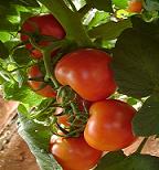 20140213073552-tomates-2.jpg