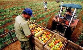 Resultado de imagen para agricultura en Cuba